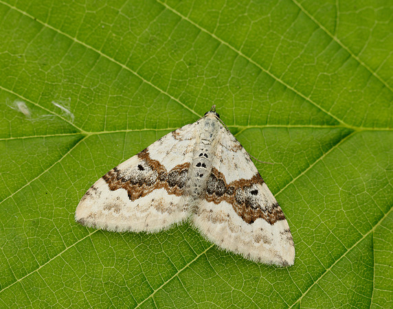 70.054 BF1727 Silver-ground Carpet Xanthorhoe montanata