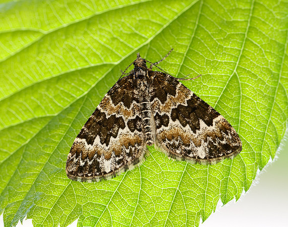 70.086 BF1773 Broken-barred Carpet Electrophaes corylata