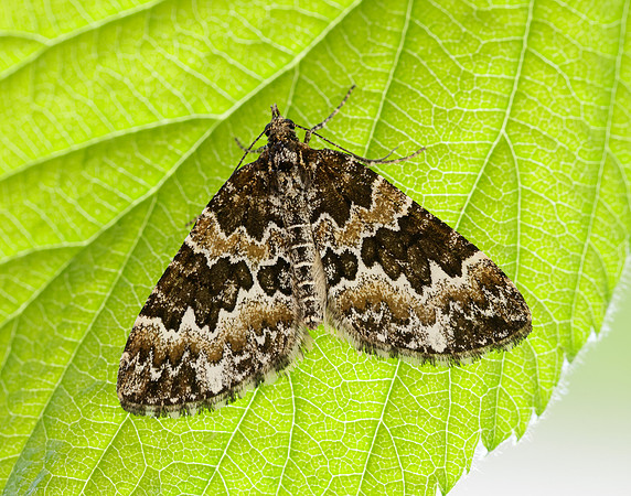 70.086 BF1773 Broken-barred Carpet Electrophaes corylata