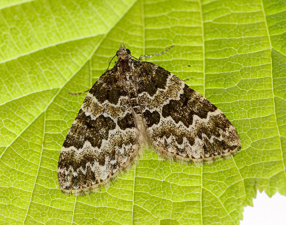 70.086 BF1773 Broken-barred Carpet Electrophaes corylata