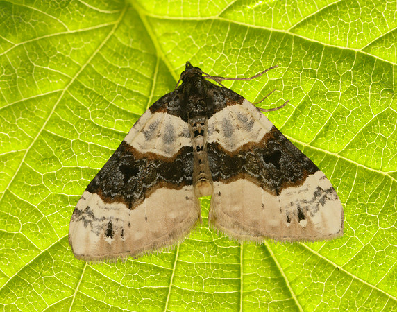 0.087 BF1752 Purple Bar Cosmorhoe ocellata