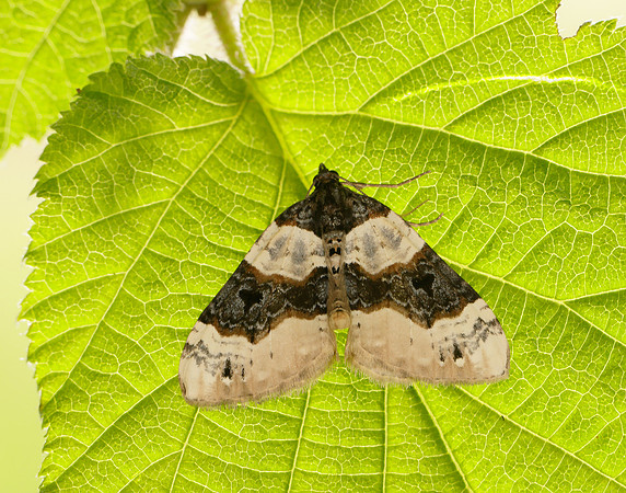 0.087 BF1752 Purple Bar Cosmorhoe ocellata