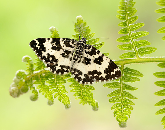 70.120 BF1787 Argent & Sable Rheumaptera hastata
