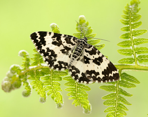 70.120 BF1787 Argent & Sable Rheumaptera hastata