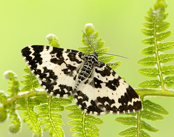 70.120 BF1787 Argent & Sable Rheumaptera hastata