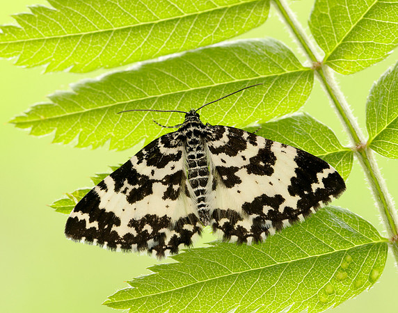 70.120 BF1787 Argent & Sable Rheumaptera hastata