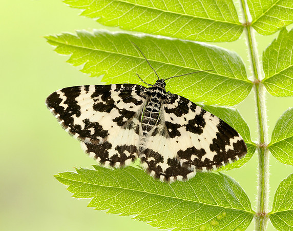 70.120 BF1787 Argent & Sable Rheumaptera hastata