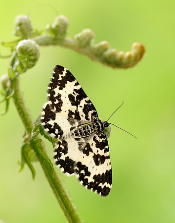 70.120 BF1787 Argent & Sable Rheumaptera hastata