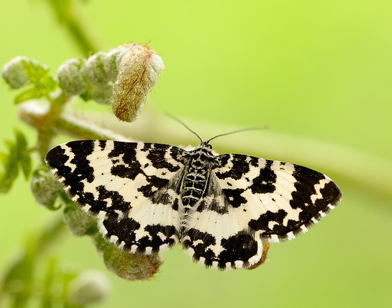 70.120 BF1787 Argent & Sable Rheumaptera hastata
