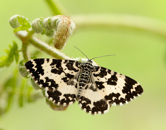 70.120 BF1787 Argent & Sable Rheumaptera hastata