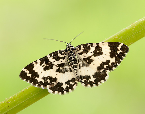 70.120 BF1787 Argent & Sable Rheumaptera hastata