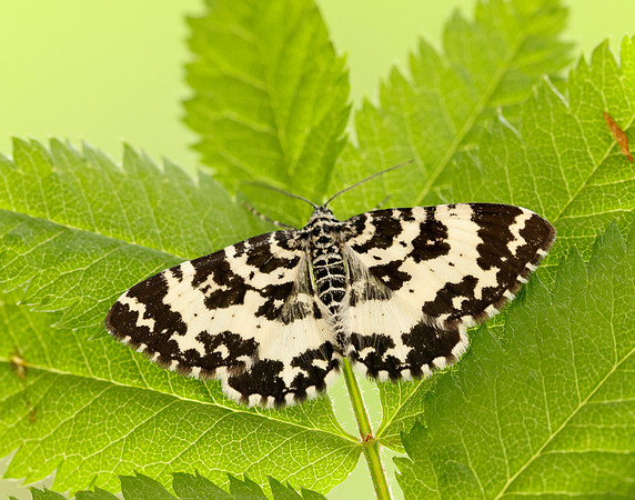 70.120 BF1787 Argent & Sable Rheumaptera hastata