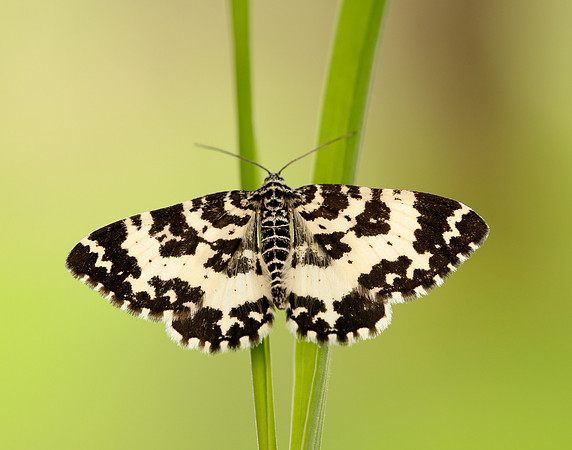 70.120 BF1787 Argent & Sable Rheumaptera hastata