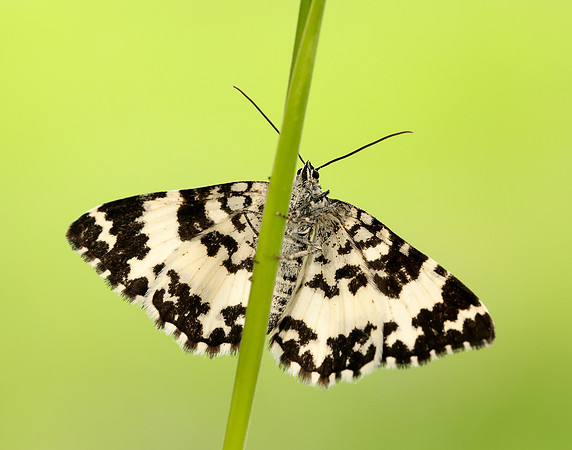 70.120 BF1787 Argent & Sable Rheumaptera hastata