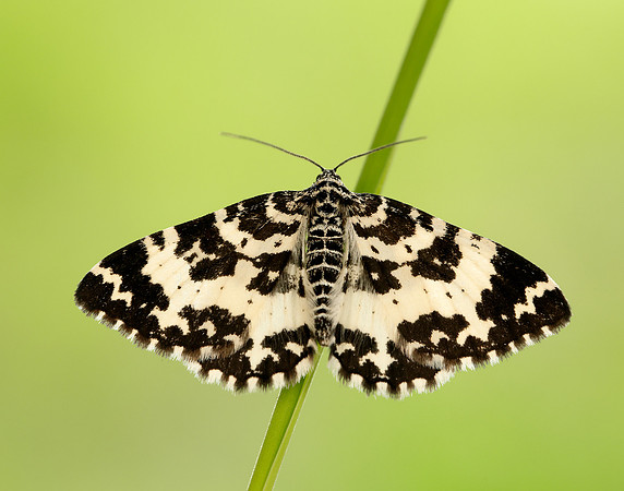 70.120 BF1787 Argent & Sable Rheumaptera hastata