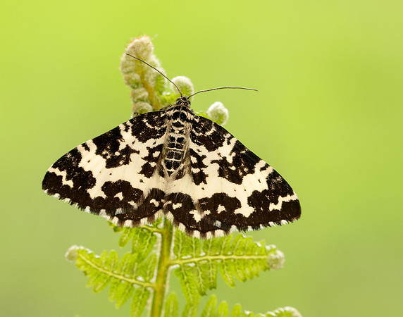 70.120 BF1787 Argent & Sable Rheumaptera hastata