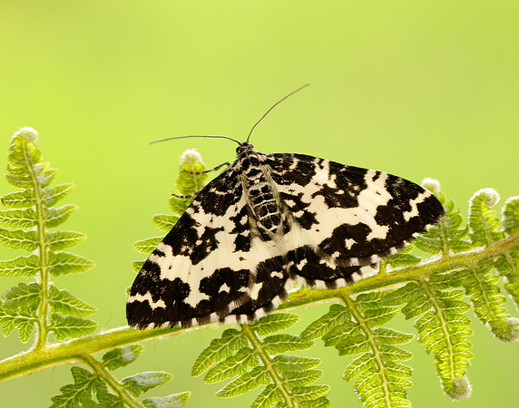 70.120 BF1787 Argent & Sable Rheumaptera hastata