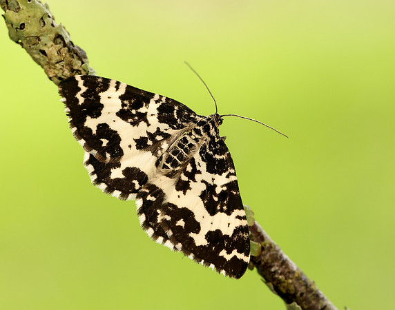 70.120 BF1787 Argent & Sable Rheumaptera hastata