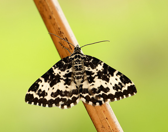 70.120 BF1787 Argent & Sable Rheumaptera hastata
