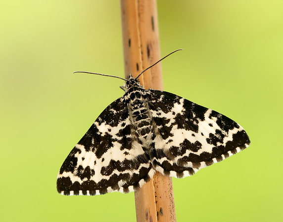 70.120 BF1787 Argent & Sable Rheumaptera hastata