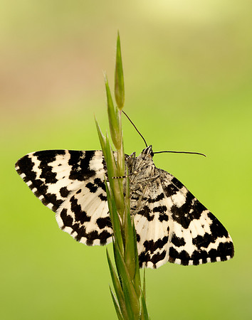 70.120 BF1787 Argent & Sable Rheumaptera hastata