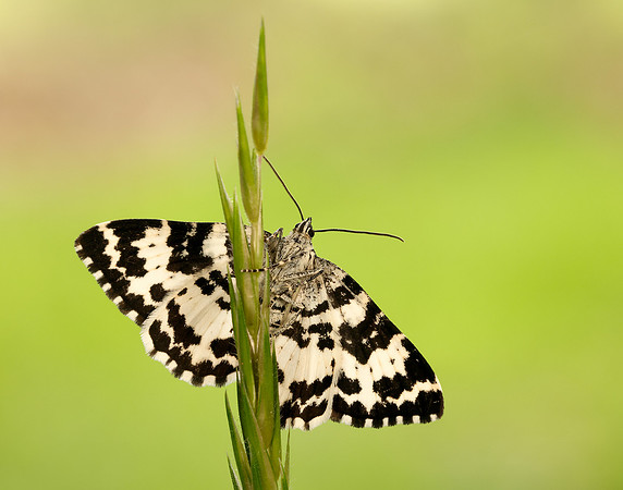 70.120 BF1787 Argent & Sable Rheumaptera hastata