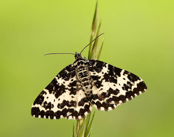 70.120 BF1787 Argent & Sable Rheumaptera hastata