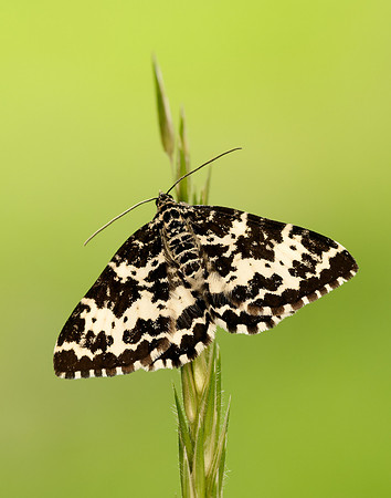 70.120 BF1787 Argent & Sable Rheumaptera hastata
