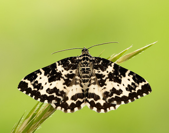 70.120 BF1787 Argent & Sable Rheumaptera hastata