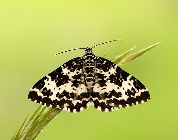 70.120 BF1787 Argent & Sable Rheumaptera hastata