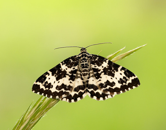 70.120 BF1787 Argent & Sable Rheumaptera hastata