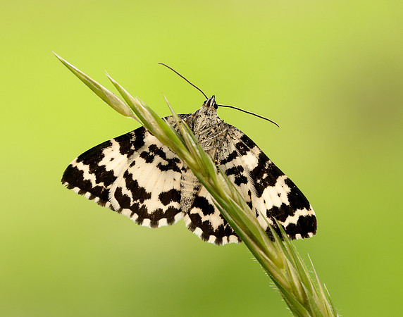 70.120 BF1787 Argent & Sable Rheumaptera hastata