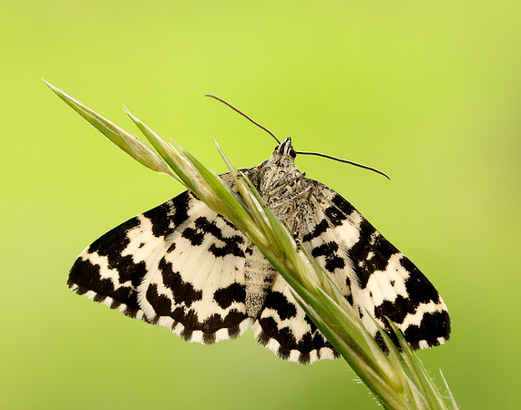 70.120 BF1787 Argent & Sable Rheumaptera hastata