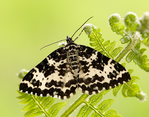 70.120 BF1787 Argent & Sable Rheumaptera hastata