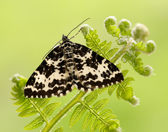 70.120 BF1787 Argent & Sable Rheumaptera hastata