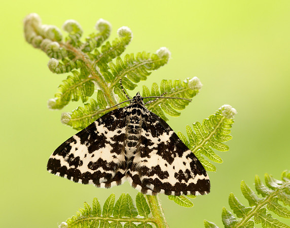 70.120 BF1787 Argent & Sable Rheumaptera hastata