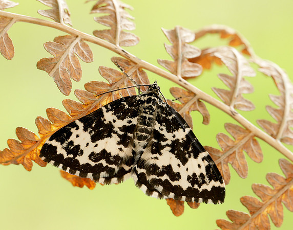 70.120 BF1787 Argent & Sable Rheumaptera hastata