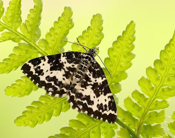 70.120 BF1787 Argent & Sable Rheumaptera hastata