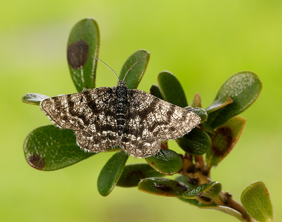 70.216 BF1895 Netted Mountain Moth Macaria carbonaria