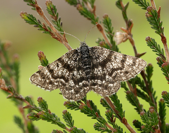 70.216 BF1895 Netted Mountain Moth Macaria carbonaria