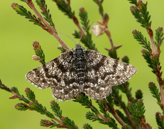 70.216 BF1895 Netted Mountain Moth Macaria carbonaria