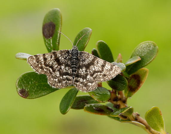 70.216 BF1895 Netted Mountain Moth Macaria carbonaria
