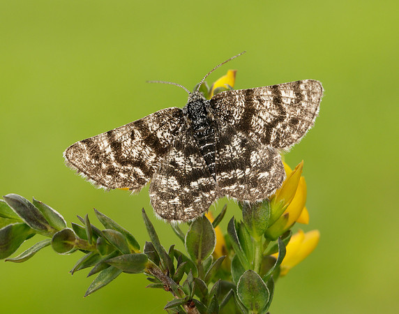 70.216 BF1895 Netted Mountain Moth Macaria carbonaria