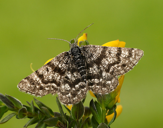 70.216 BF1895 Netted Mountain Moth Macaria carbonaria