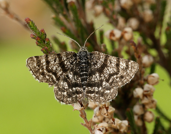 70.216 BF1895 Netted Mountain Moth Macaria carbonaria