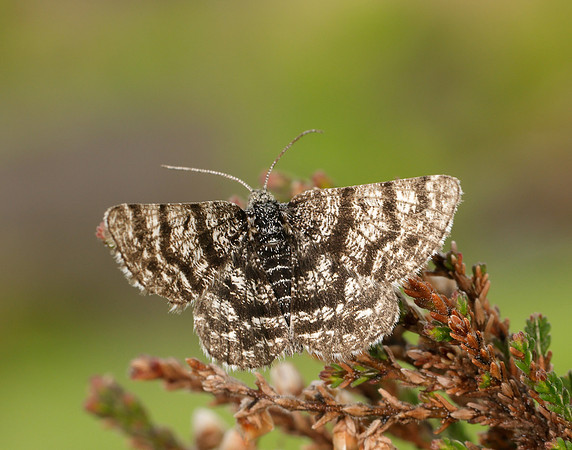 70.216 BF1895 Netted Mountain Moth Macaria carbonaria