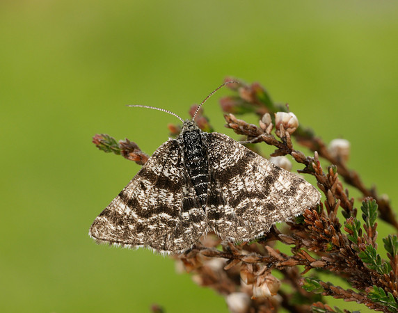 70.216 BF1895 Netted Mountain Moth Macaria carbonaria