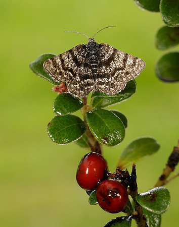 70.216 BF1895 Netted Mountain Moth Macaria carbonaria