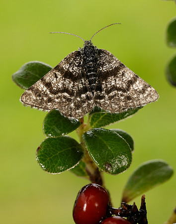 70.216 BF1895 Netted Mountain Moth Macaria carbonaria