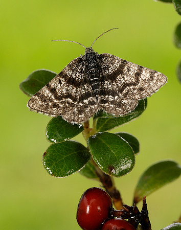 70.216 BF1895 Netted Mountain Moth Macaria carbonaria